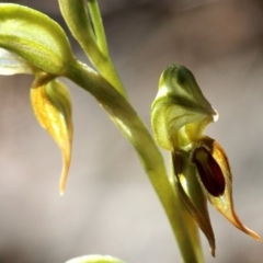 Oligochaetochilus aciculiformis at Tennent, ACT - 12 Oct 2019