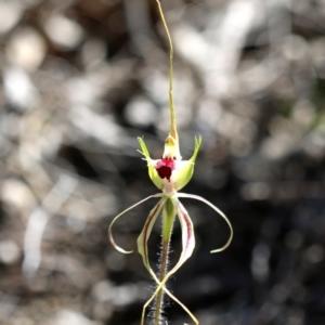 Caladenia atrovespa at Tharwa, ACT - suppressed