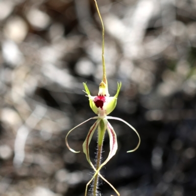 Caladenia atrovespa (Green-comb Spider Orchid) at Tharwa, ACT - 18 Oct 2019 by PeterR
