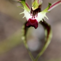 Caladenia atrovespa at Tharwa, ACT - suppressed