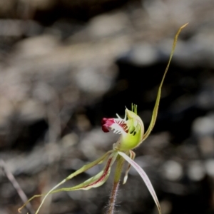 Caladenia atrovespa at Tharwa, ACT - suppressed