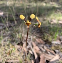 Diuris pardina (Leopard Doubletail) at Medway - 17 Oct 2019 by BLSHTwo