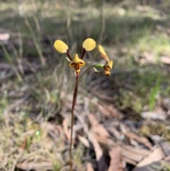 Diuris pardina (Leopard Doubletail) at Wingecarribee Local Government Area - 16 Oct 2019 by BLSHTwo