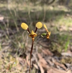 Diuris pardina at Wingecarribee Local Government Area - suppressed