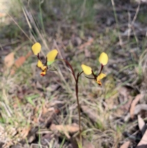 Diuris pardina at Wingecarribee Local Government Area - suppressed