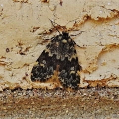 Halone coryphoea (Eastern Halone moth) at Wanniassa, ACT - 21 Oct 2019 by JohnBundock