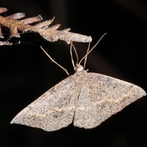 Nearcha nullata at Guerilla Bay, NSW - 1 Sep 2019 08:11 PM