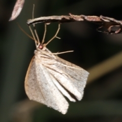 Nearcha nullata at Guerilla Bay, NSW - 1 Sep 2019 08:11 PM