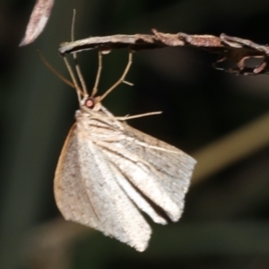 Nearcha nullata at Guerilla Bay, NSW - 1 Sep 2019