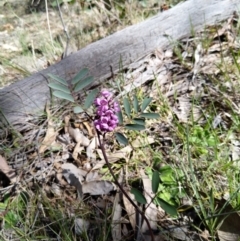 Indigofera australis subsp. australis (Australian Indigo) at Carwoola, NSW - 18 Oct 2019 by Zoed