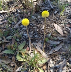 Craspedia variabilis (Common Billy Buttons) at Carwoola, NSW - 18 Oct 2019 by Zoed