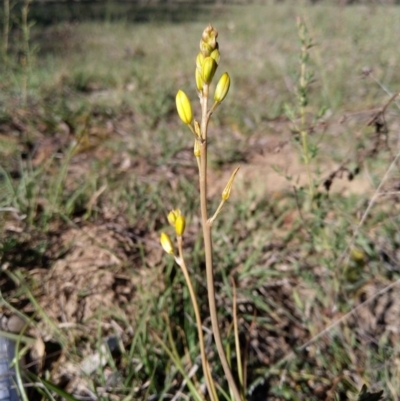 Bulbine bulbosa (Golden Lily) at Carwoola, NSW - 18 Oct 2019 by Zoed