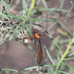 Harpobittacus australis (Hangingfly) at Red Hill, ACT - 21 Oct 2019 by LisaH