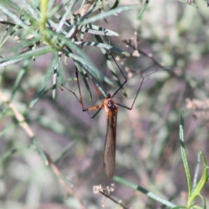 Harpobittacus australis at Red Hill, ACT - 21 Oct 2019