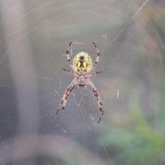 Salsa fuliginata (Sooty Orb-weaver) at Red Hill, ACT - 21 Oct 2019 by LisaH