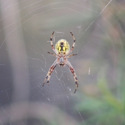 Salsa fuliginata (Sooty Orb-weaver) at Red Hill, ACT - 21 Oct 2019 by LisaH