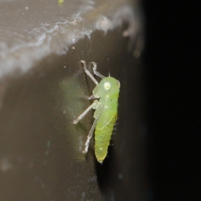 Cicadellidae (family) (Unidentified leafhopper) at Acton, ACT - 18 Oct 2019 by TimL