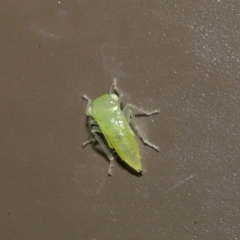 Cicadellidae (family) at Acton, ACT - 18 Oct 2019