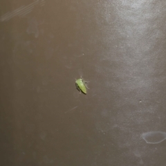 Cicadellidae (family) at Acton, ACT - 18 Oct 2019