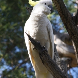 Cacatua galerita at Deakin, ACT - 21 Oct 2019