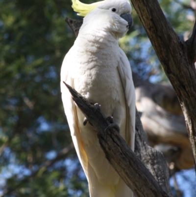 Cacatua galerita (Sulphur-crested Cockatoo) at Deakin, ACT - 21 Oct 2019 by LisaH