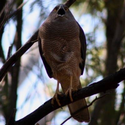 Tachyspiza fasciata (Brown Goshawk) at Deakin, ACT - 21 Oct 2019 by LisaH