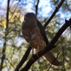 Tachyspiza fasciata at Deakin, ACT - 21 Oct 2019