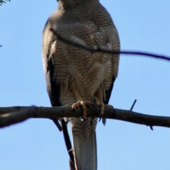 Tachyspiza fasciata at Deakin, ACT - 21 Oct 2019