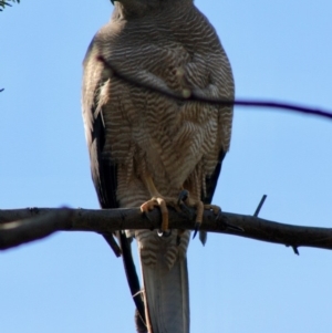 Tachyspiza fasciata at Deakin, ACT - 21 Oct 2019