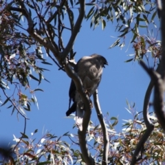 Tachyspiza fasciata at Deakin, ACT - 21 Oct 2019 11:36 AM