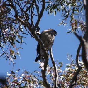 Tachyspiza fasciata at Deakin, ACT - 21 Oct 2019 11:36 AM