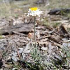Leucochrysum albicans subsp. tricolor (Hoary Sunray) at Stony Creek Nature Reserve - 18 Oct 2019 by Zoed