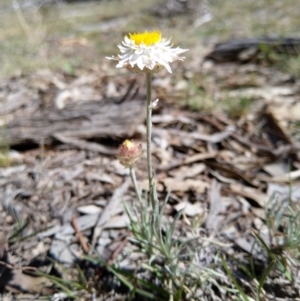 Leucochrysum albicans subsp. tricolor at Carwoola, NSW - 18 Oct 2019