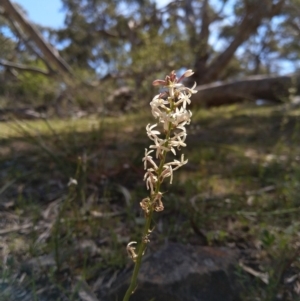 Stackhousia monogyna at Carwoola, NSW - 18 Oct 2019 02:36 PM