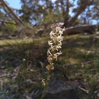 Stackhousia monogyna (Creamy Candles) at Carwoola, NSW - 18 Oct 2019 by Zoed