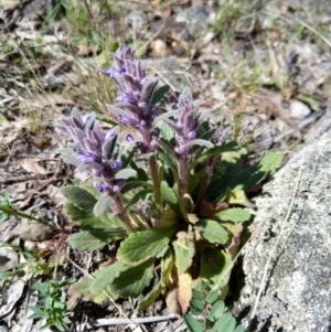 Ajuga australis at Carwoola, NSW - 18 Oct 2019 02:41 PM