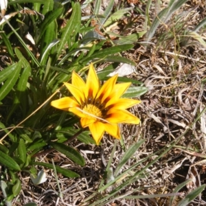 Gazania rigens at Giralang, ACT - 21 Oct 2019 09:49 AM