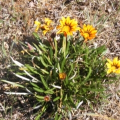 Gazania rigens at Giralang, ACT - 21 Oct 2019 09:49 AM