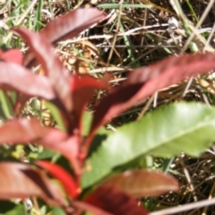 Photinia serratifolia (Chinese Photinia) at McKellar, ACT - 21 Oct 2019 by MichaelMulvaney