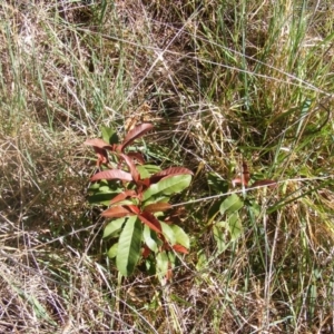 Photinia serratifolia at McKellar, ACT - 21 Oct 2019