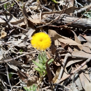 Leptorhynchos squamatus at Carwoola, NSW - 18 Oct 2019