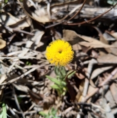 Leptorhynchos squamatus at Carwoola, NSW - 18 Oct 2019