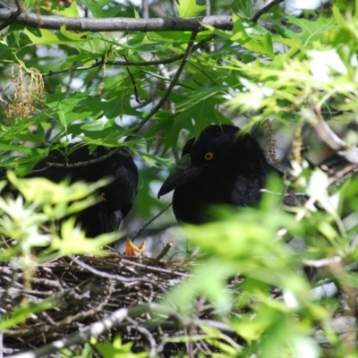 Strepera graculina (Pied Currawong) at Lyneham, ACT - 1 Jan 2007 by mac084