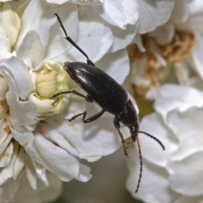 Neocistela ovalis (Comb-clawed beetle) at Kambah, ACT - 21 Oct 2019 by Marthijn