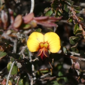 Bossiaea buxifolia at Theodore, ACT - 21 Oct 2019 06:00 PM