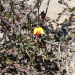 Bossiaea buxifolia at Theodore, ACT - 21 Oct 2019