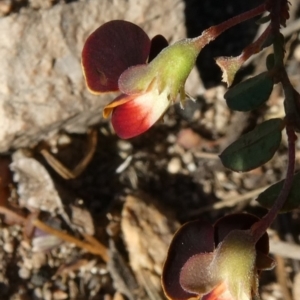 Bossiaea buxifolia at Theodore, ACT - 21 Oct 2019