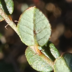 Bossiaea buxifolia at Theodore, ACT - 21 Oct 2019