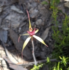 Caladenia orestes (Burrinjuck Spider Orchid) at Brindabella, NSW - 21 Oct 2019 by MattM