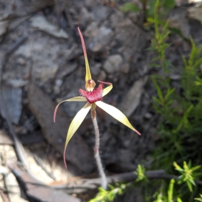Caladenia orestes (Burrinjuck Spider Orchid) at Brindabella, NSW - 21 Oct 2019 by MattM